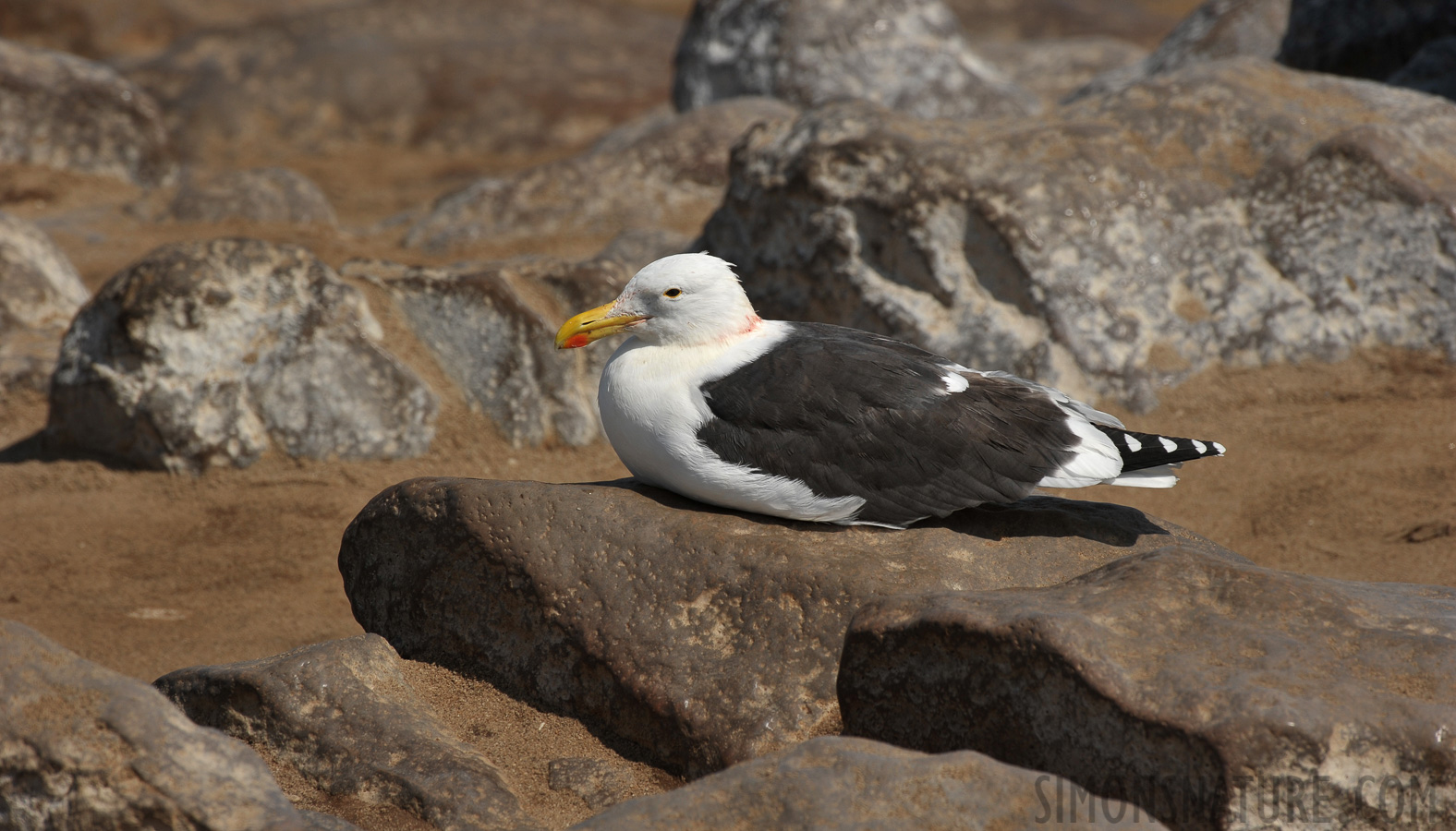 Larus dominicanus vetula [400 mm, 1/640 Sek. bei f / 10, ISO 200]